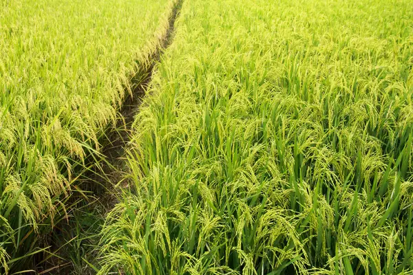 Oryza sativa ya da pirinç bitkisi, sararan ve hasat edilmeye hazır pirinç tarlaları.