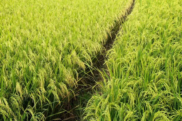 stock image Oryza sativa or rice plant, rice fields that have turned yellow and are ready to be harvested