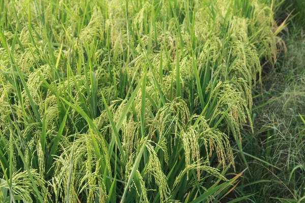 stock image Oryza sativa or rice plant, rice fields that have turned yellow and are ready to be harvested