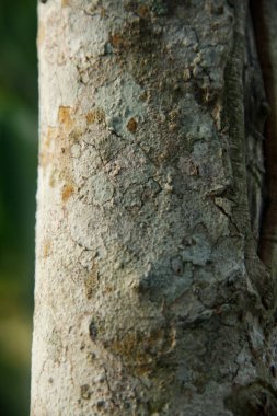 Ağaç kabuğu dokusu yakın, doğal arkaplan
