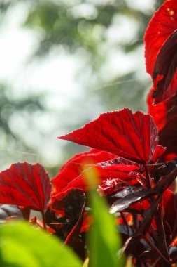 Begonya çiçeği, begonya bitkisinin arka planı.