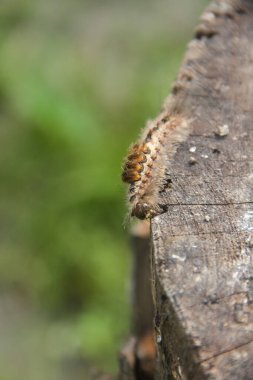 Avrupa ve Asya 'da bulunan Noctuidae familyasından bir güve olan Colocasia Coryli' nin tırtılları veya larvaları.