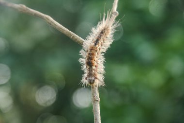 Avrupa ve Asya 'da bulunan Noctuidae familyasından bir güve olan Colocasia Coryli' nin tırtılları veya larvaları.