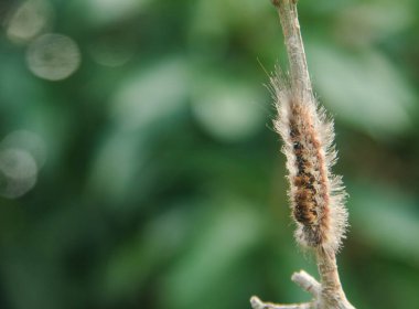 Avrupa ve Asya 'da bulunan Noctuidae familyasından bir güve olan Colocasia Coryli' nin tırtılları veya larvaları.