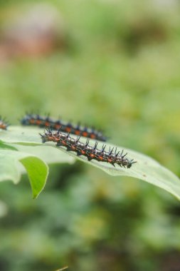 Doleschallia bisaltide kelebeğinin tırtıl ya da larvası