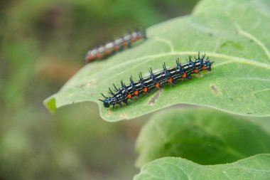 Caterpillar or larva of the butterfly Doleschallia bisaltide clipart