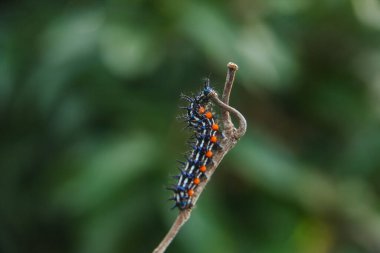 Caterpillar or larva of the butterfly Doleschallia bisaltide clipart