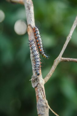 Doleschallia bisaltide kelebeğinin tırtıl ya da larvası
