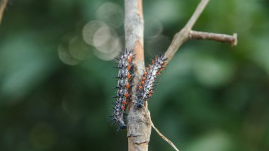 Caterpillar or larva of the butterfly Doleschallia bisaltide clipart