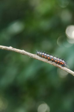 Doleschallia bisaltide kelebeğinin tırtıl ya da larvası