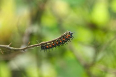 Doleschallia bisaltide kelebeğinin tırtıl ya da larvası