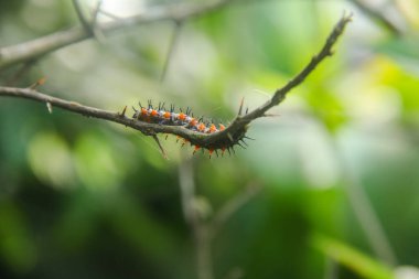 Doleschallia bisaltide kelebeğinin tırtıl ya da larvası