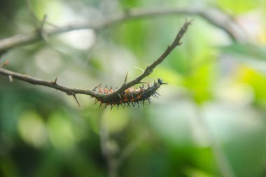 Caterpillar or larva of the butterfly Doleschallia bisaltide clipart