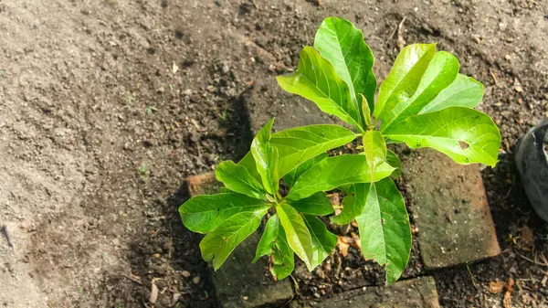 Tohum ekme işlemi sırasında küçük avokado bitkisi