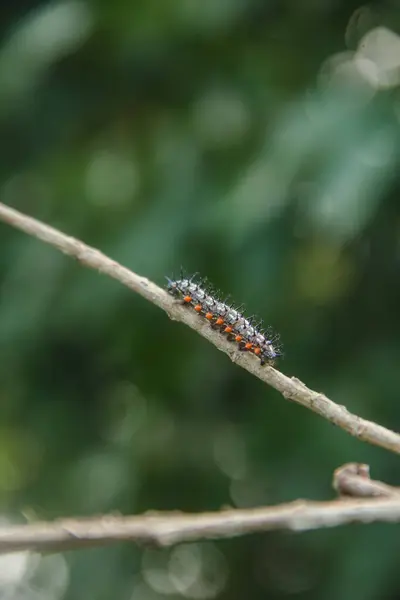 stock image Caterpillar or larva of the butterfly Doleschallia bisaltide