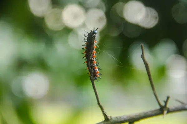 stock image Caterpillar or larva of the butterfly Doleschallia bisaltide