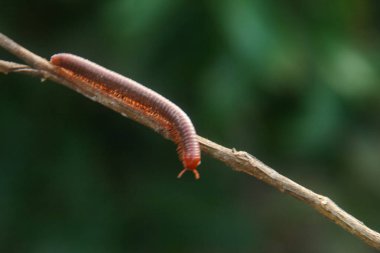 Millipedes or Diplopoda are arthropod animals that have many legs clipart