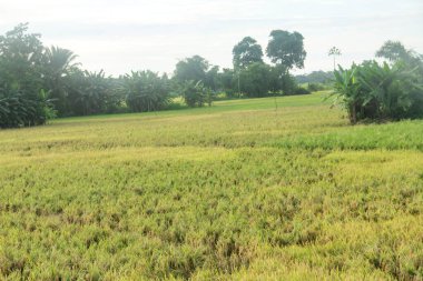 Oryza sativa ya da pirinç bitkisi, sararan ve hasat edilmeye hazır pirinç tarlaları.