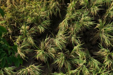 Oryza sativa ya da pirinç bitkisi, sararan ve hasat edilmeye hazır pirinç tarlaları.