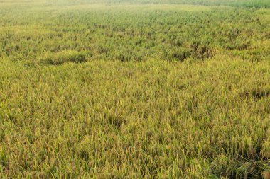 Oryza sativa ya da pirinç bitkisi, sararan ve hasat edilmeye hazır pirinç tarlaları.