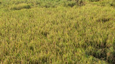 Oryza sativa ya da pirinç bitkisi, sararan ve hasat edilmeye hazır pirinç tarlaları.
