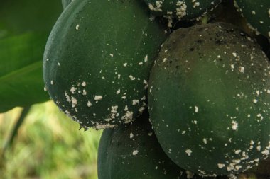 Papaya mealybugs or Paracoccus marginatus are invasive animals that attack papaya plants clipart