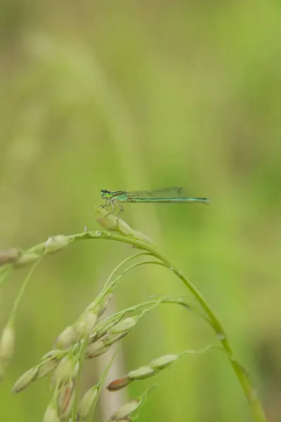 stock image Odonata dragonfly and the suborder Zygoptera dragonfly or needle dragonfly that live in rice fields