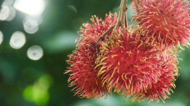 Rambutan meyvesi veya Nephelyum Lappaceum L, Sapindaceae familyasından tropikal bir meyvedir. Bu meyve Endonezya 'da yaygın olarak bulunmaktadır.