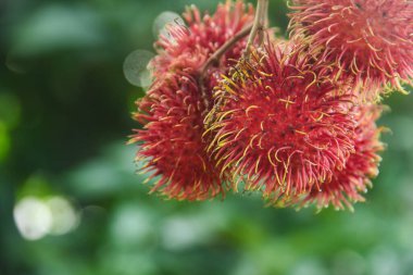 Rambutan fruit or Nephelium lappaceum L is a tropical fruit from the Sapindaceae family. This fruit is widely available in Indonesia clipart