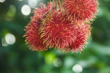 Rambutan meyvesi veya Nephelyum Lappaceum L, Sapindaceae familyasından tropikal bir meyvedir. Bu meyve Endonezya 'da yaygın olarak bulunmaktadır.