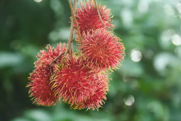 stock image Rambutan fruit or Nephelium lappaceum L is a tropical fruit from the Sapindaceae family. This fruit is widely available in Indonesia