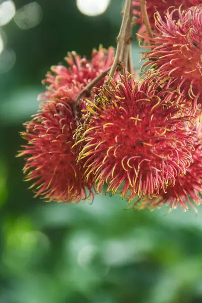 Rambutan meyvesi veya Nephelyum Lappaceum L, Sapindaceae familyasından tropikal bir meyvedir. Bu meyve Endonezya 'da yaygın olarak bulunmaktadır.