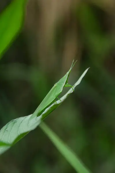 stock image Atractomorpha crenulata or tobacco grasshopper green insects live in many green plants resembling their bodies