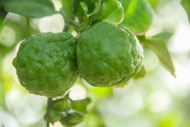 Yeşil kaffir kireç meyvesi hala ağaçta ve güneş ışığıyla parlıyor.