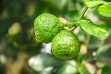 Yeşil kaffir kireç meyvesi hala ağaçta ve güneş ışığıyla parlıyor.