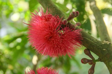 Jamaika su guava 'sının yumurtalıklarından gelen çiçekler tozlanmaya hazırdır.