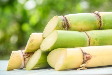 Şeker kamışı bitkilerinden veya Saccharum officinarum Lin 'den kökler, yeni hasat edilmiş yeşil şeker kamışı bitkilerinden geliyor.