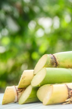 Şeker kamışı bitkilerinden veya Saccharum officinarum Lin 'den kökler, yeni hasat edilmiş yeşil şeker kamışı bitkilerinden geliyor.