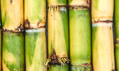 Şeker kamışı bitkilerinden veya Saccharum officinarum Lin 'den kökler, yeni hasat edilmiş yeşil şeker kamışı bitkilerinden geliyor.