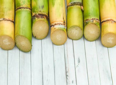 Şeker kamışı bitkilerinden veya Saccharum officinarum Lin 'den kökler, yeni hasat edilmiş yeşil şeker kamışı bitkilerinden geliyor.