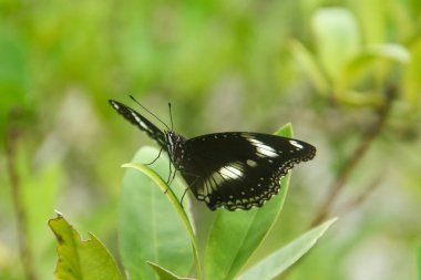 Hypolimnas Bolina species of butterfly that has a beautiful and charming pattern, the butterfly lives on the branches of lime trees clipart