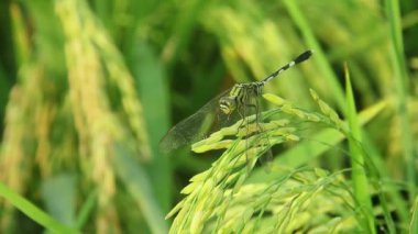 Orthetrum Sabina veya gergedan yusufçuğu (İngilizce: Orthetrum Sabina veya gergedan yusufçuğu), Libellulidae familyasından bir yusufçuk türü.