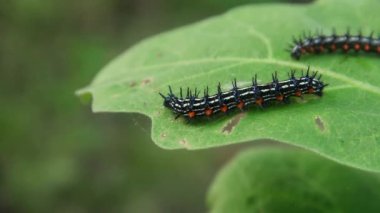 Doleschallia bisaltide kelebeğinin tırtıl ya da larvası