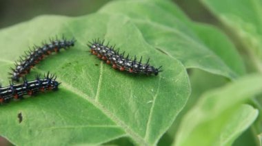 Doleschallia bisaltide kelebeğinin tırtıl ya da larvası