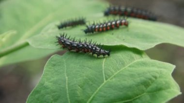 Doleschallia bisaltide kelebeğinin tırtıl ya da larvası