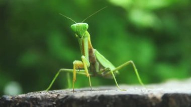 Mantid dini ya da peygamberdevesi, Mantodea takımına ait bir hayvan türüdür.