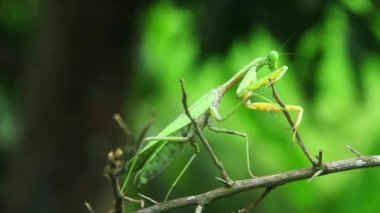 Mantid dini ya da peygamberdevesi, Mantodea takımına ait bir hayvan türüdür.