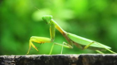 Mantid dini ya da peygamberdevesi, Mantodea takımına ait bir hayvan türüdür.