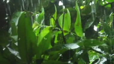 Tropikal ülkelerde yağmur mevsiminde düşen ve yeşil yapraklara vuran yağmur suları
