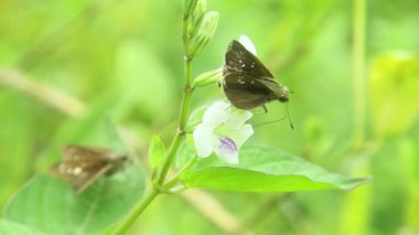 Genç yaprakların üzerine tüneyen kahverengi bir kelebek olan Hefperlidae familyasından bir kelebek.